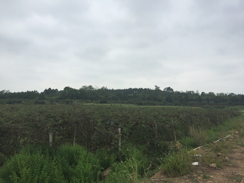 南京傅蓝食品有限公司种植基地