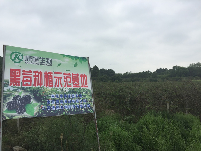 南京傅蓝食品有限公司种植基地