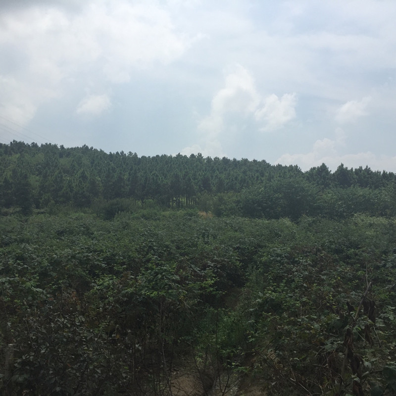 南京傅蓝食品有限公司种植基地