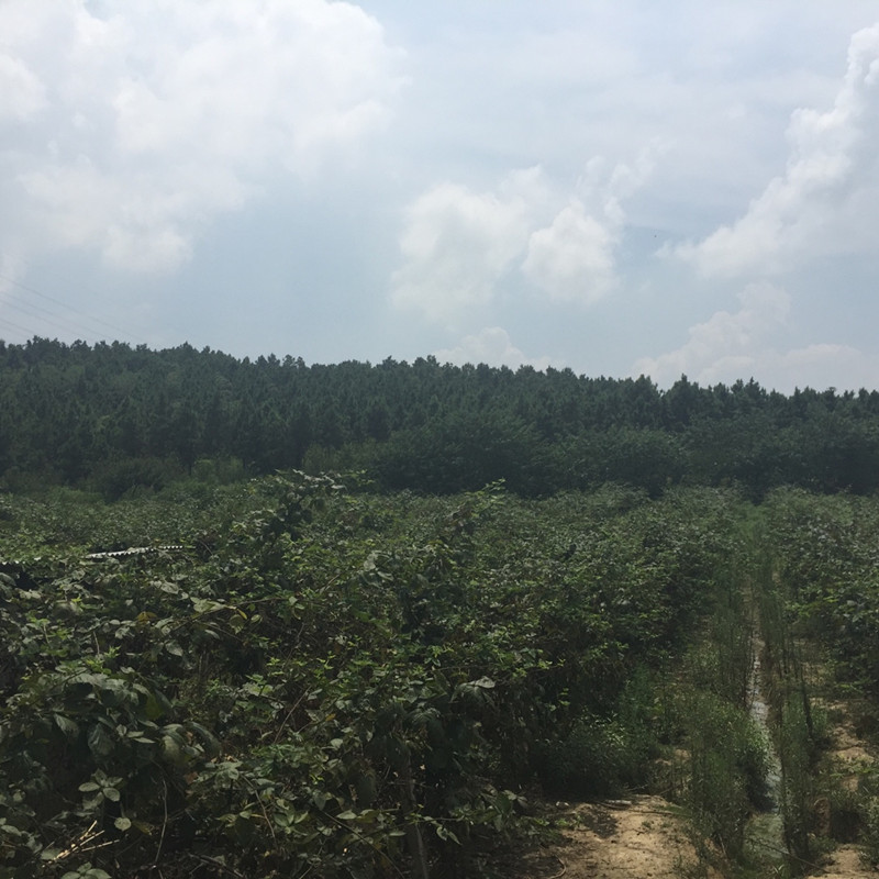 南京傅蓝食品有限公司种植基地