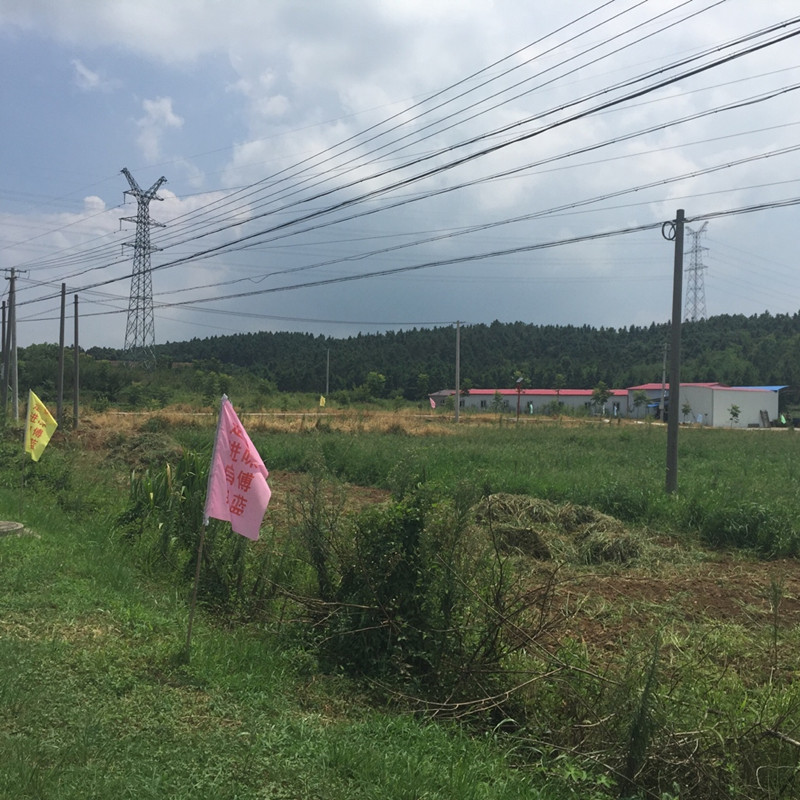 南京傅蓝食品有限公司种植基地